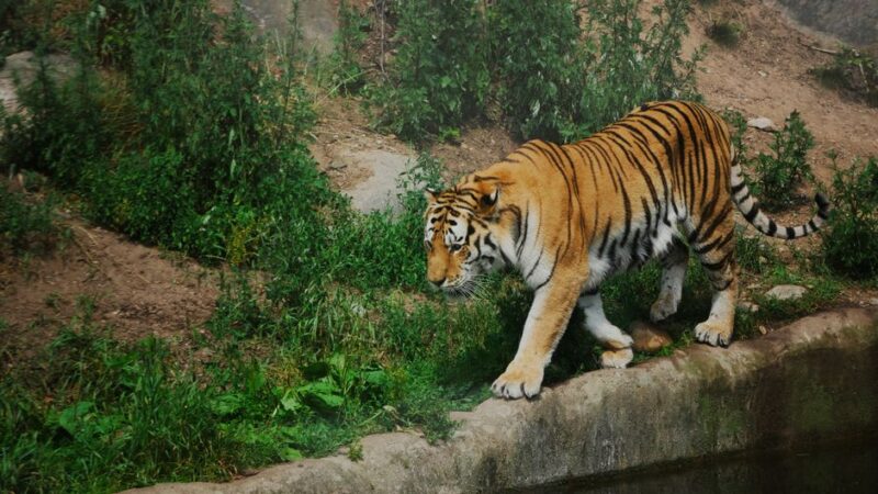 Tiger